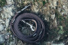 Dog leash "Ferris" with celtic embossing